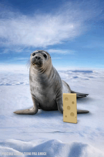 Valide alternative al Festival di Sanremo. Capitolo undicesimo: guardare il Formaggio Svizzero farsi un selfie con una foca